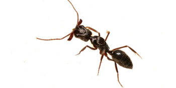Elite Pest Control Service Exterminator