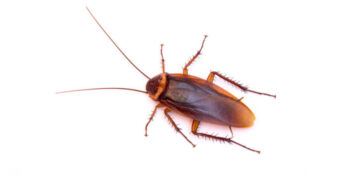 Elite Pest Control Service Exterminator
