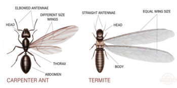 Elite Pest Control Service Exterminator